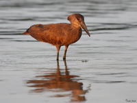 view--hammerkop Kampala, Enteppe, Bugala Island, East Africa, Uganda, Africa