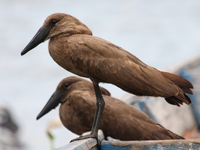 view--hammerkop husband and wife Bugala Island, East Africa, Uganda, Africa