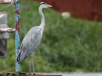 immature gret heron Jinja, East Africa, Uganda, Africa