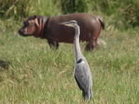 goliath heron and baby heron Murchison Falls, East Africa, Uganda, Africa
