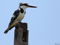 070920121121_view--pied_king_fisher