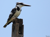 view--pied king fisher Kisumu, East Africa, Kenya, Africa