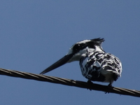 pied king fisher Jinja, East Africa, Uganda, Africa