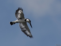 view--flying pied king fisher Jinja, East Africa, Uganda, Africa