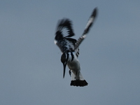 king fisher at apex Jinja, East Africa, Uganda, Africa