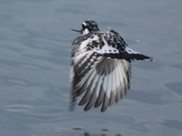 kingfisher Jinja, East Africa, Uganda, Africa