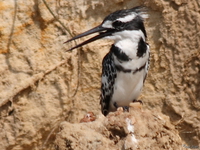 view--pied kingfisher against a cliff Murchison Falls, East Africa, Uganda, Africa