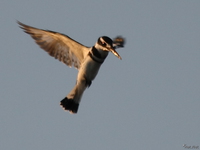 view--kingfisher in mid air Kampala, Enteppe, Bugala Island, East Africa, Uganda, Africa