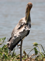 marabou stork Kisumu, East Africa, Kenya, Africa