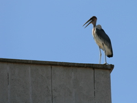 marabou stork on rooftop in kampala Murchison Falls, East Africa, Uganda, Africa
