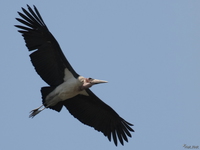 view--flying marabou stork Kampala, Enteppe, Bugala Island, East Africa, Uganda, Africa
