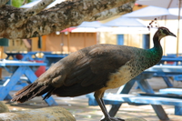 peacocks