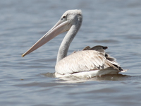 pelican floating Kisumu, East Africa, Kenya, Africa