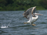 view--pelican take off Jinja, East Africa, Uganda, Africa