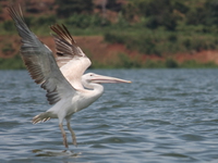 flying pelican Jinja, East Africa, Uganda, Africa
