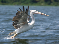view--pelican take off Jinja, East Africa, Uganda, Africa