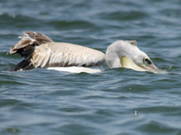 pelican catches fish Jinja, East Africa, Uganda, Africa