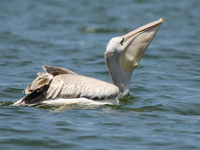 pelican swallow fish Jinja, East Africa, Uganda, Africa