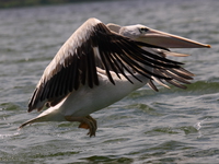 pelican flying Jinja, East Africa, Uganda, Africa