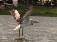 pelican Jinja, East Africa, Uganda, Africa