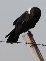 pied_crow