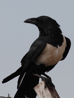 pied crow Bugala Island, Bukoba, East Africa, Uganda, Tanzania, Africa