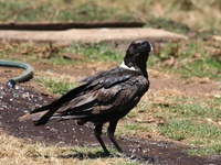 pied crow Ngorongoro Crater, Arusha, East Africa, Tanzania, Africa