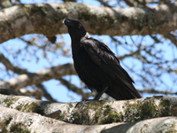 pied crow Ngorongoro Crater, Arusha, East Africa, Tanzania, Africa