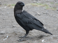 pied crow Kilimanjaro, East Africa, Tanzania, Africa
