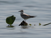 river plover Kisumu, East Africa, Kenya, Africa