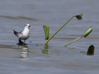 plover Kisumu, East Africa, Kenya, Africa