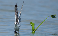 plover takes off Kisumu, East Africa, Kenya, Africa