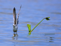 view--plover takes off Kisumu, East Africa, Kenya, Africa