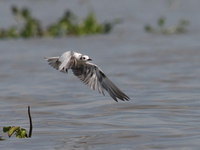 tern Kisumu, East Africa, Kenya, Africa