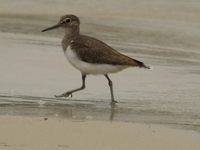 wandering sandpiper Bugala Island, East Africa, Uganda, Africa