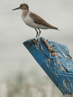 sandpiper Bugala Island, East Africa, Uganda, Africa