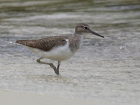 sandpiper Bugala Island, East Africa, Uganda, Africa