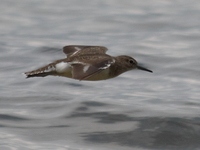 flying sandpiper Bugala Island, East Africa, Uganda, Africa