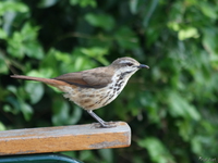 070925081538_view--sparrow_on_chair_arm