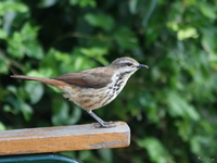 view--sparrow on chair arm Murchison Falls, East Africa, Uganda, Africa