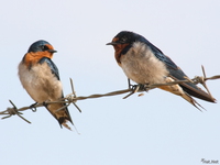 view--red rumped swallow Bugala Island, Bukoba, East Africa, Uganda, Tanzania, Africa