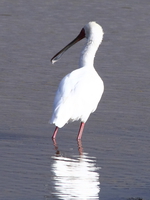 spoonbill Ngorongoro Crater, Arusha, East Africa, Tanzania, Africa