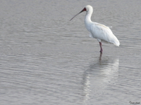 071004080552_view--spoonbill