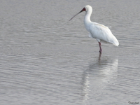 view--spoonbill Ngorongoro Crater, Arusha, East Africa, Tanzania, Africa