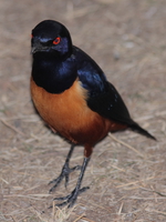 starling Serengeti, Ngorongoro, East Africa, Tanzania, Africa