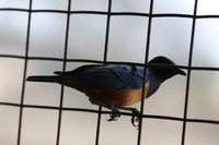 starling in cage Serengeti, Ngorongoro, East Africa, Tanzania, Africa