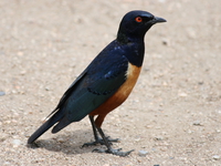 superb starling Serengeti, Ngorongoro, East Africa, Tanzania, Africa