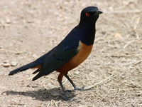 superb starling Serengeti, Ngorongoro, East Africa, Tanzania, Africa