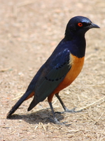 superb starling Serengeti, Ngorongoro, East Africa, Tanzania, Africa