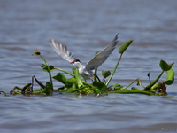 view--river tern takes off Kisumu, East Africa, Kenya, Africa
